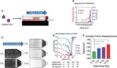 Biological Effects of Monoenergetic Carbon Ions and Their Associated Secondary Particles